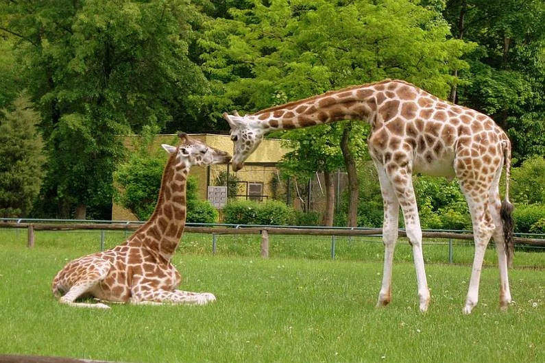 ZOO w Łodzi