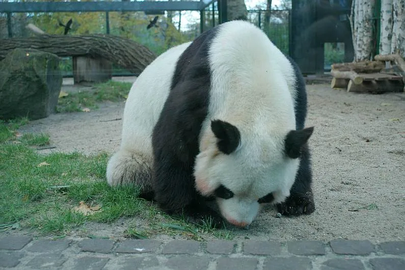 Berlińskie ZOO - panda