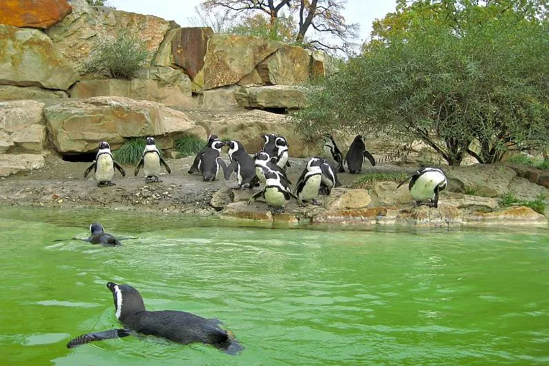Berlińskie ZOO - pingwiny
