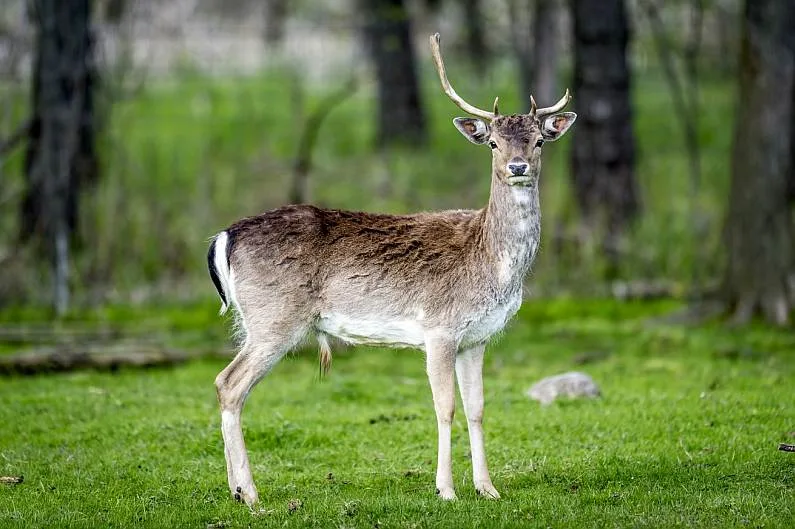 Kadzidłowo Park Dzikich Zwierząt